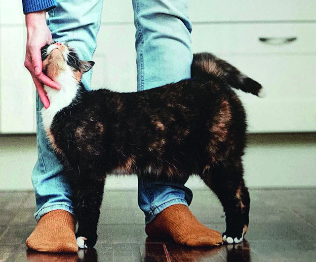 Erfolgreich bei Katzenhaarallergie Erfolgreich bei Katzenhaarallergie